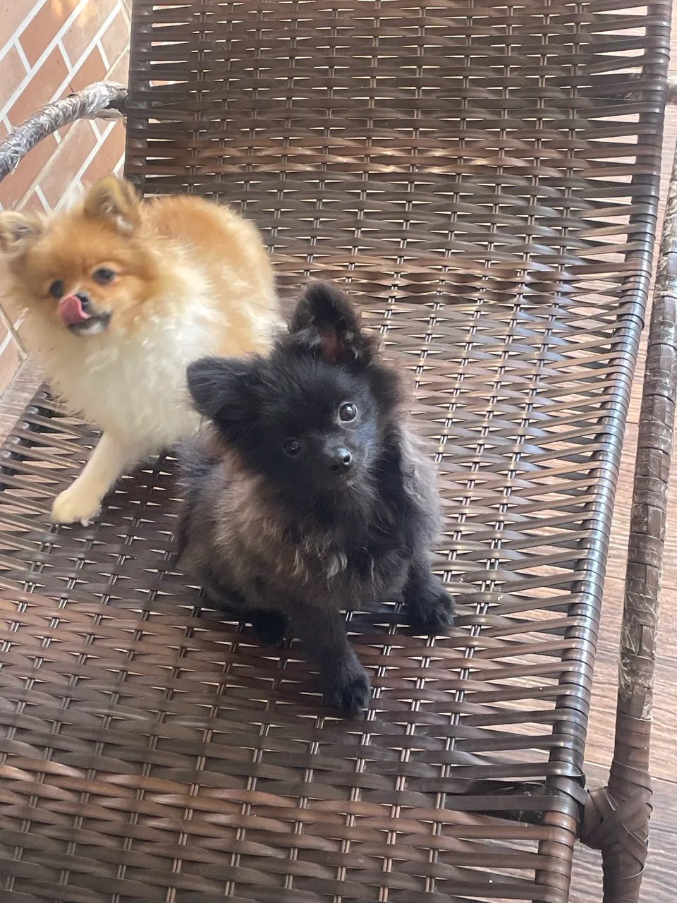 Spitz alemão anão - Foto 4