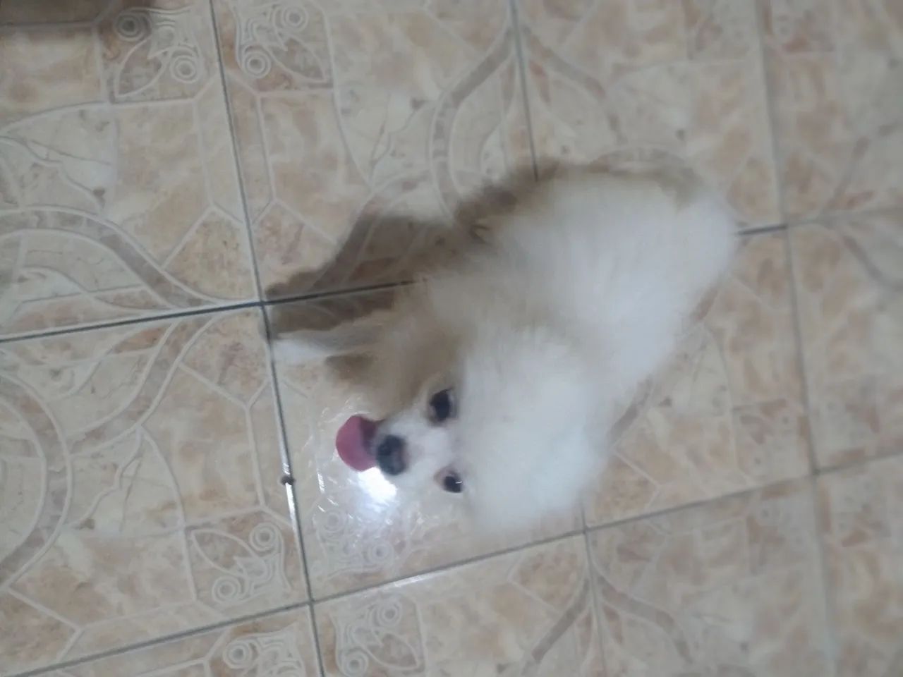 Vendo macho raposa Spitz Alemão  - Foto 3