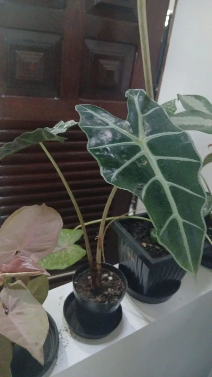 Plantas - Foto 3