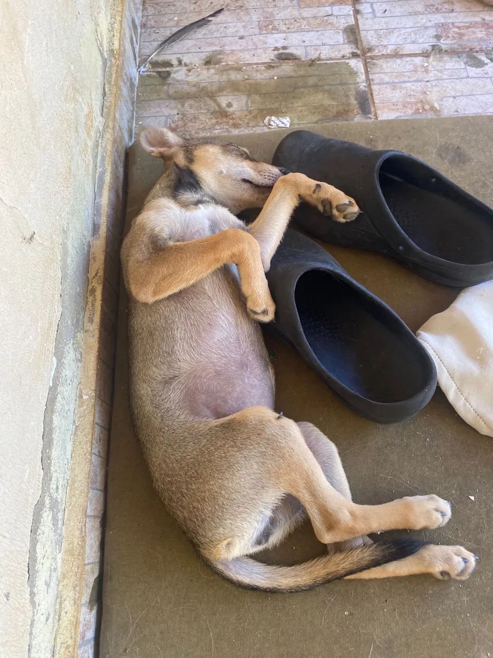 Cachorro para adoção 