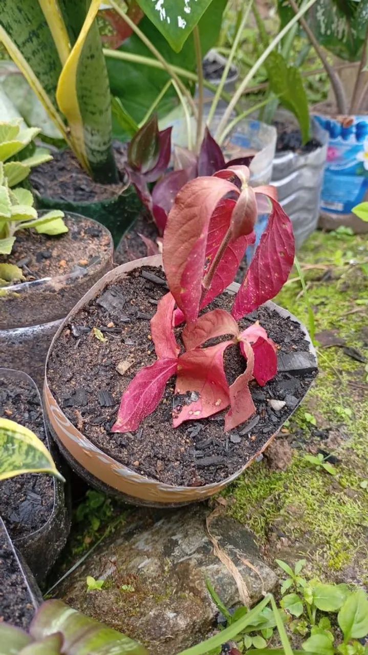 Plantas medicinais  - Foto 4
