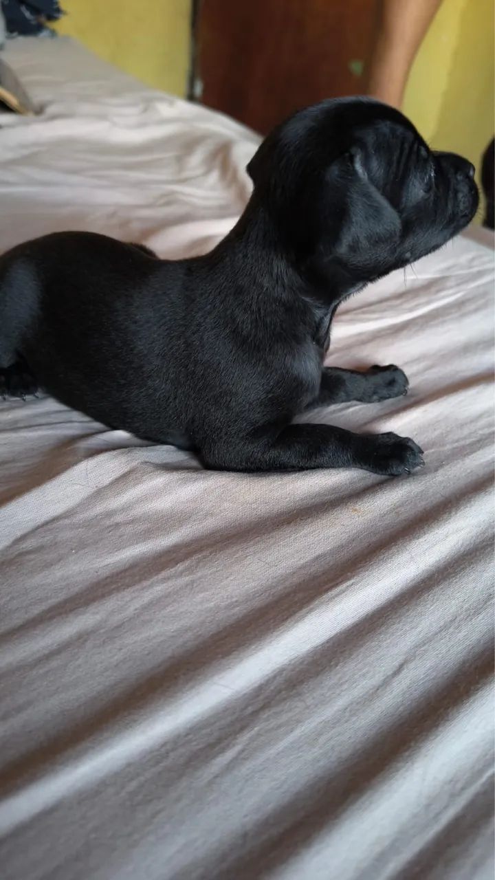 Pincher número 2 - Foto 2