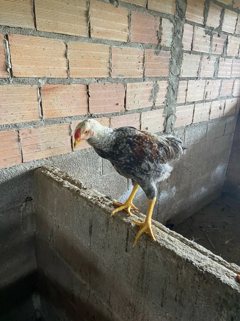 Frango e frangas caipira  - Foto 2