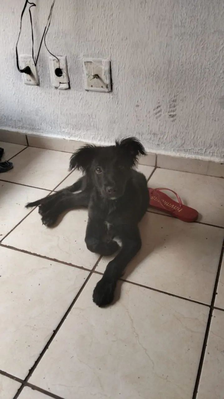 Adoção responsável  - Foto 2