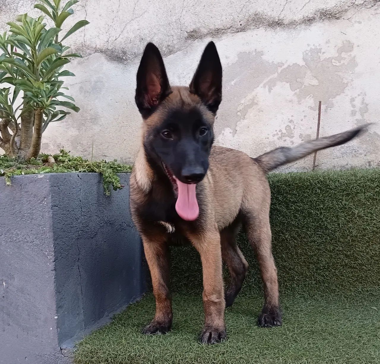 Pastor belga Macho 
