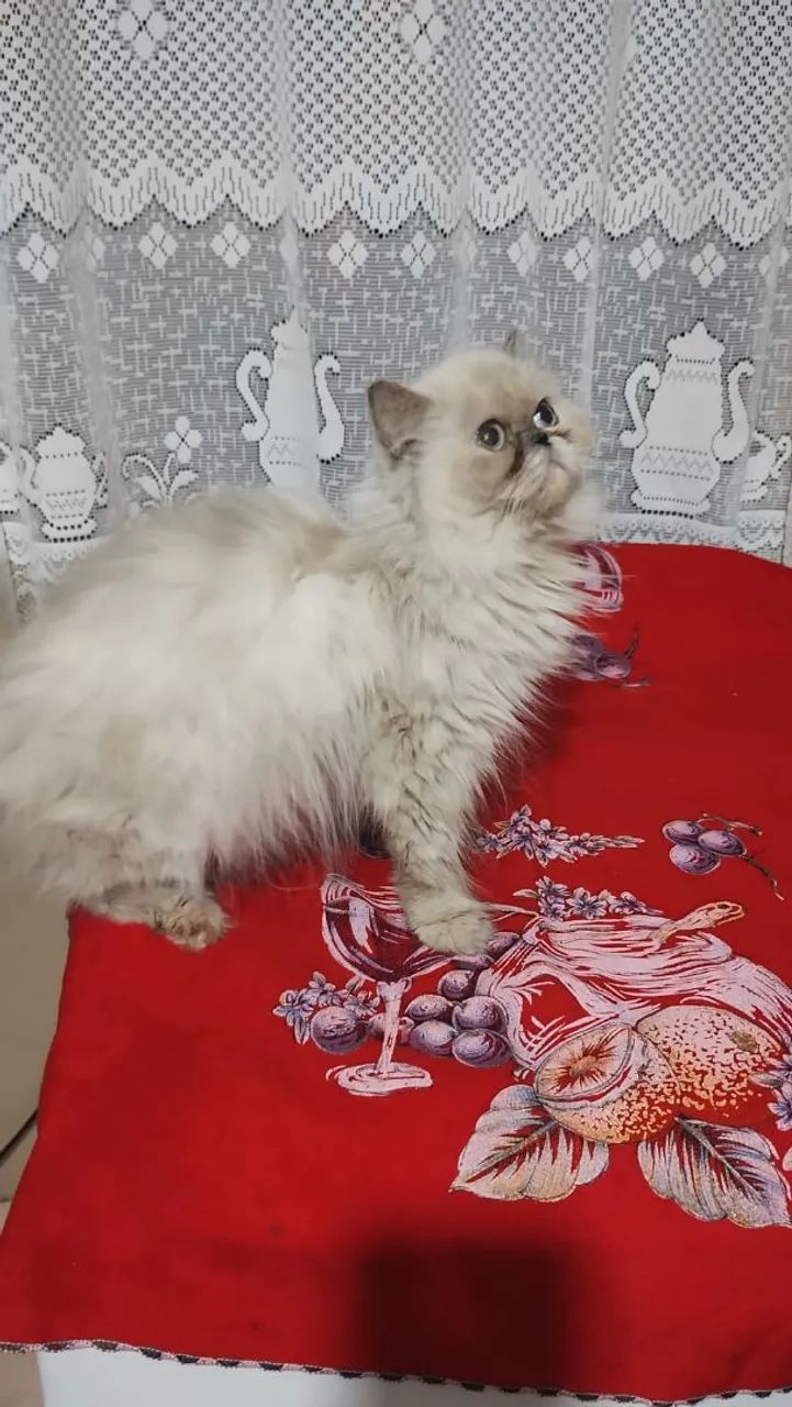 Linda Femea de Persa Himalaia 