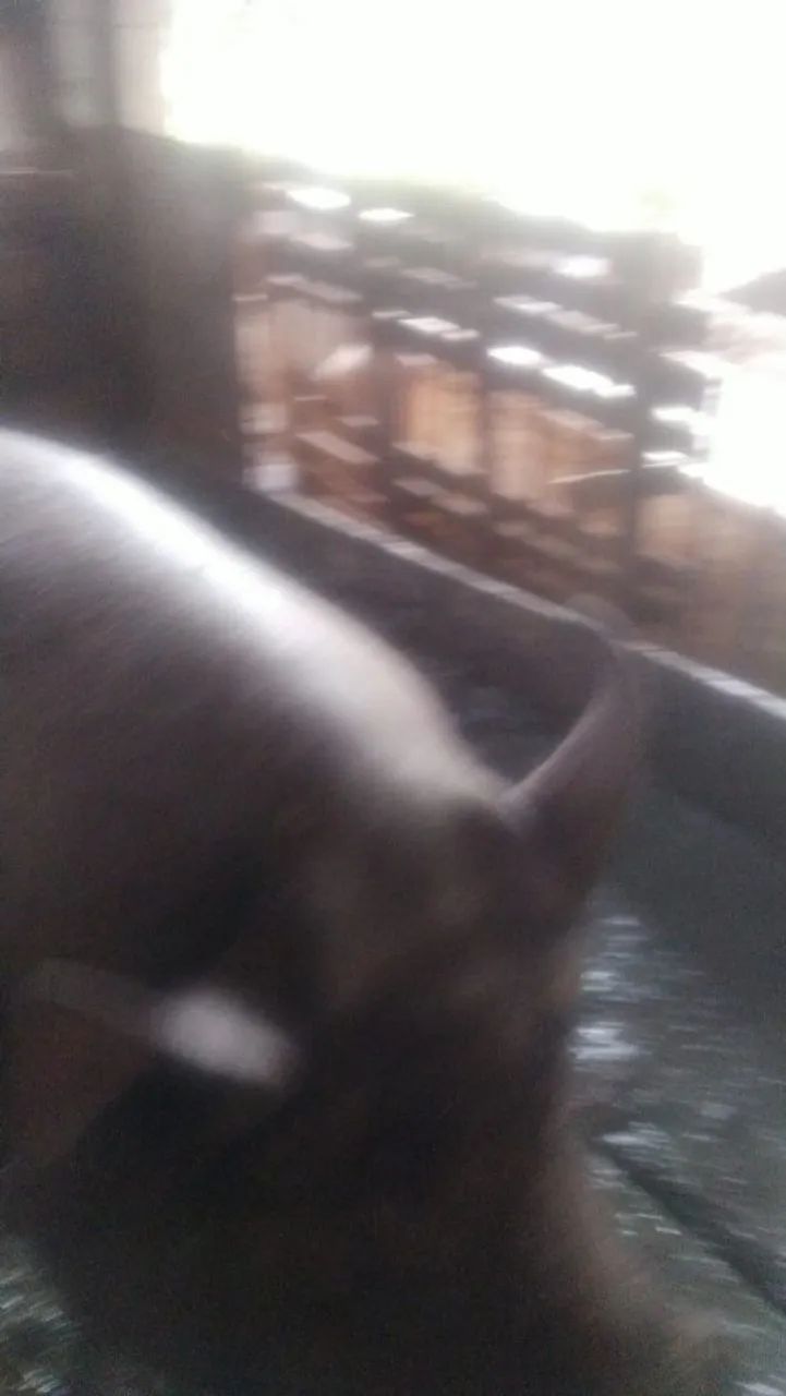 Porco - Foto 2