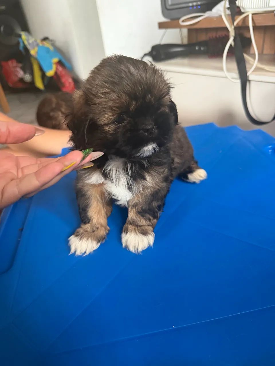 Shih tzu - Foto 4