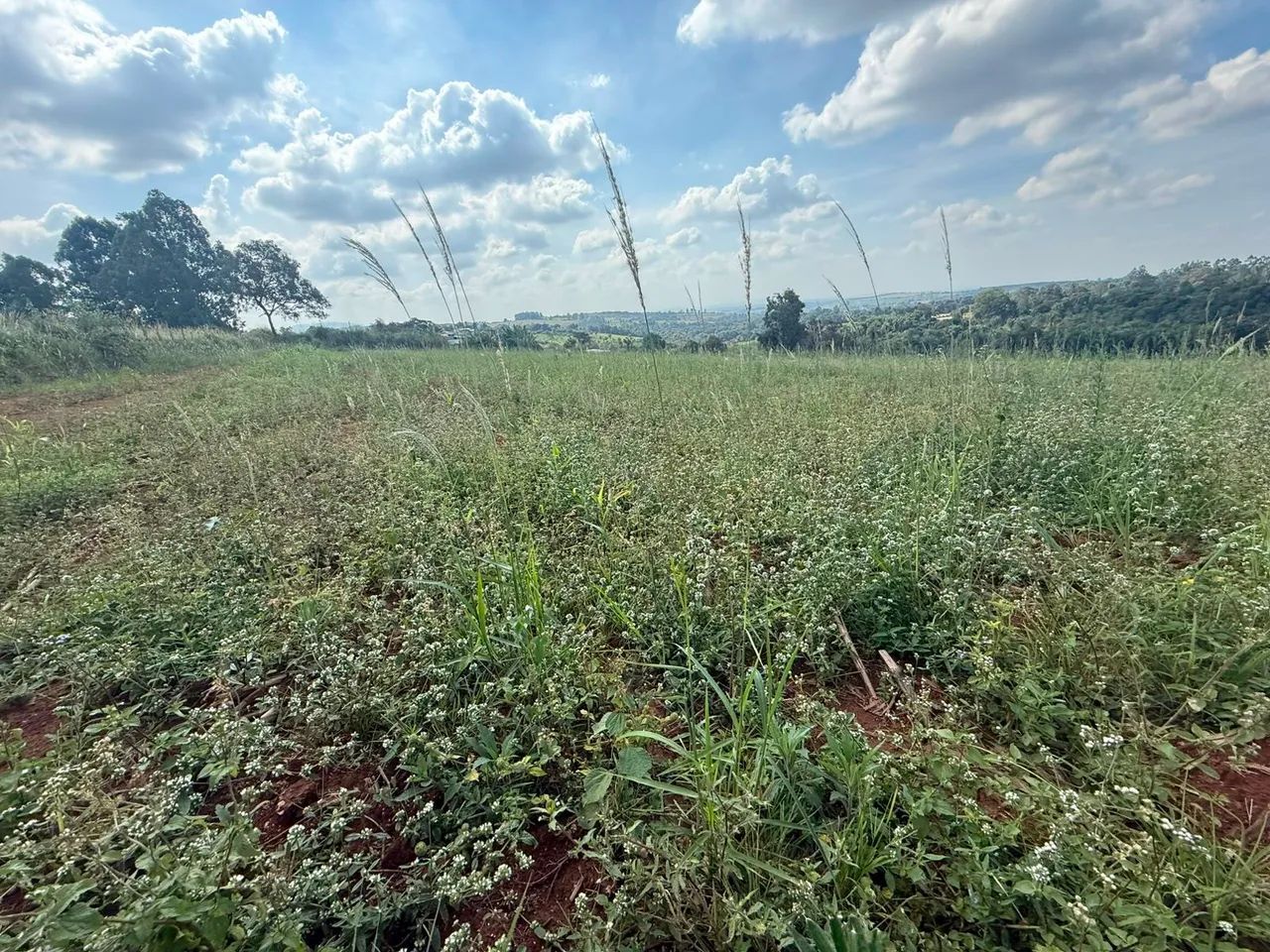 Terreno 100 %plano em mateus leme  - Foto 3