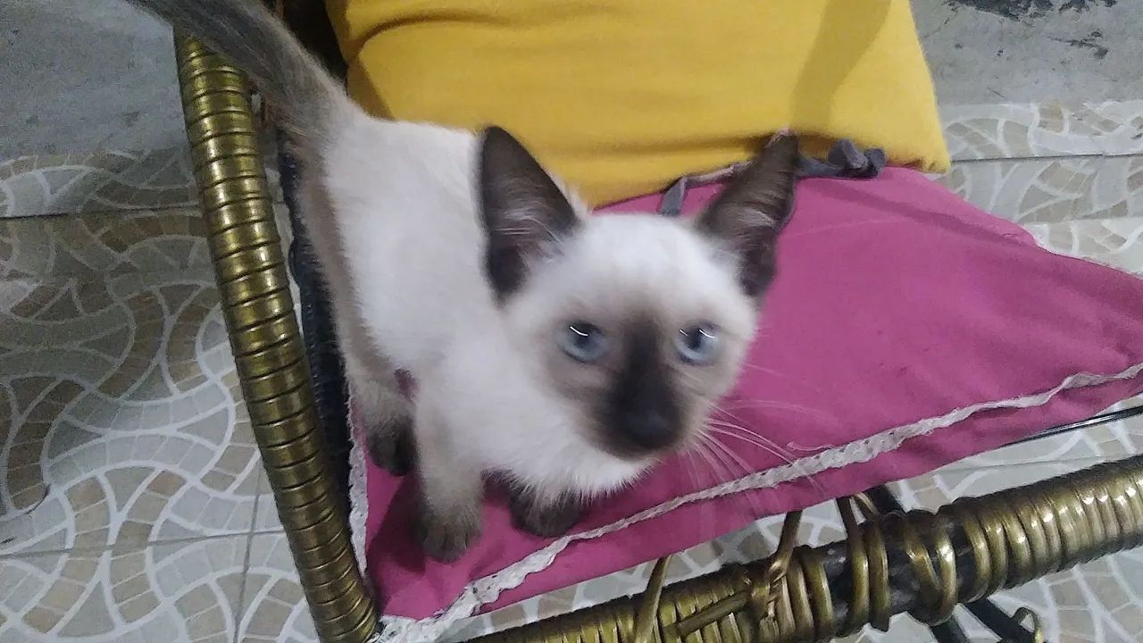 Gata siamês filhote  - Foto 2