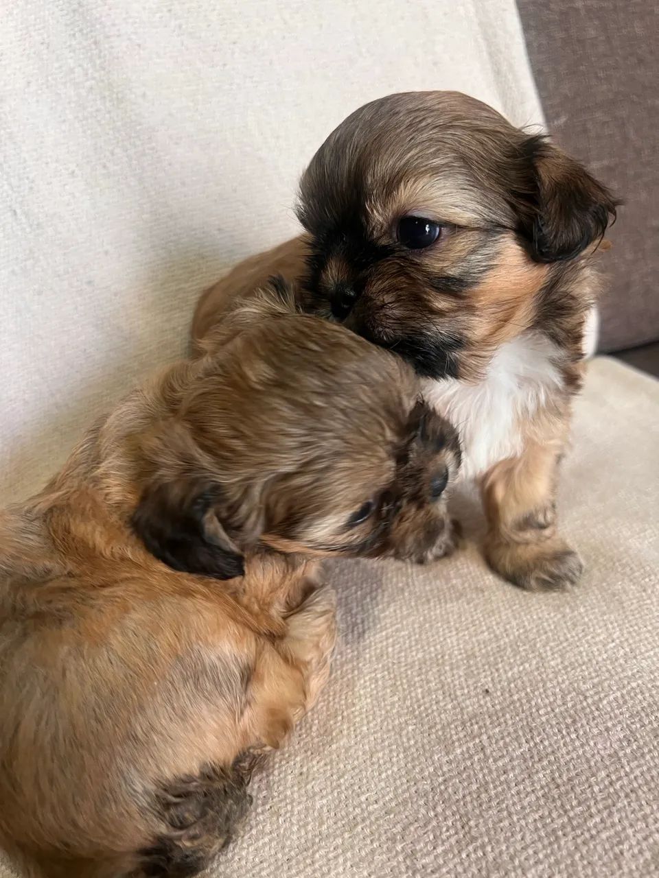Cachorro  - Foto 3