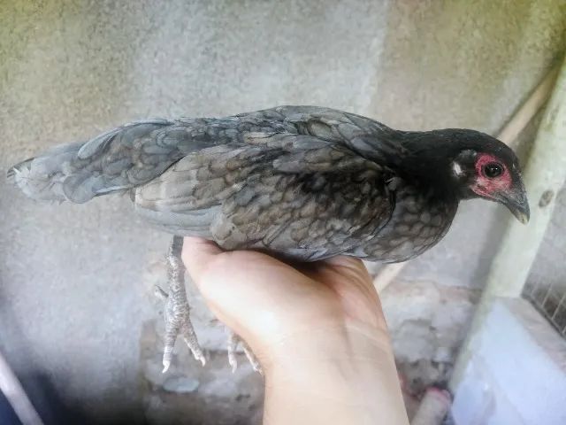 Galinha Garnize 