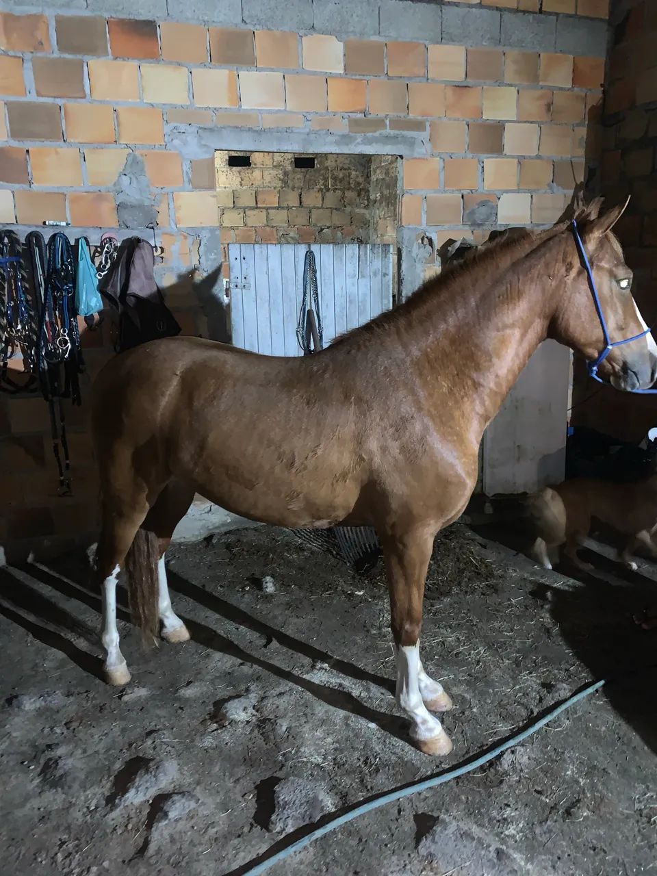 Cavalo de macha batida  - Foto 2