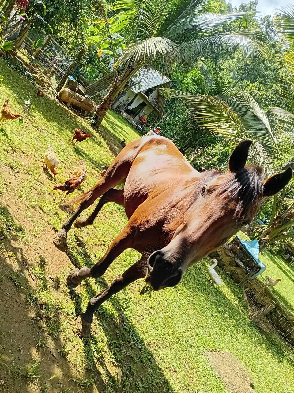 Cavalo quarto de milha - Foto 6