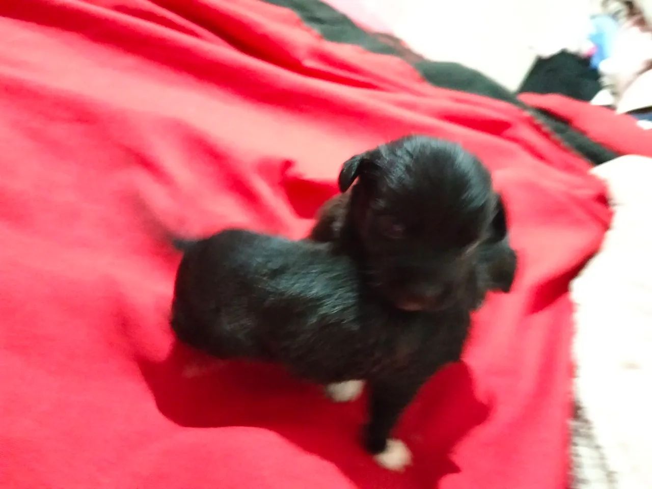 Casal de Lhasa Apso  - Foto 3