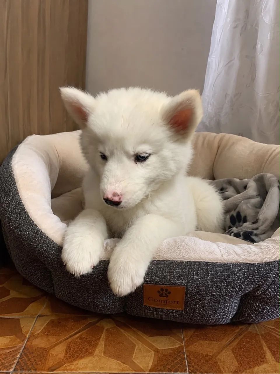 Husky siberiano  - Foto 5