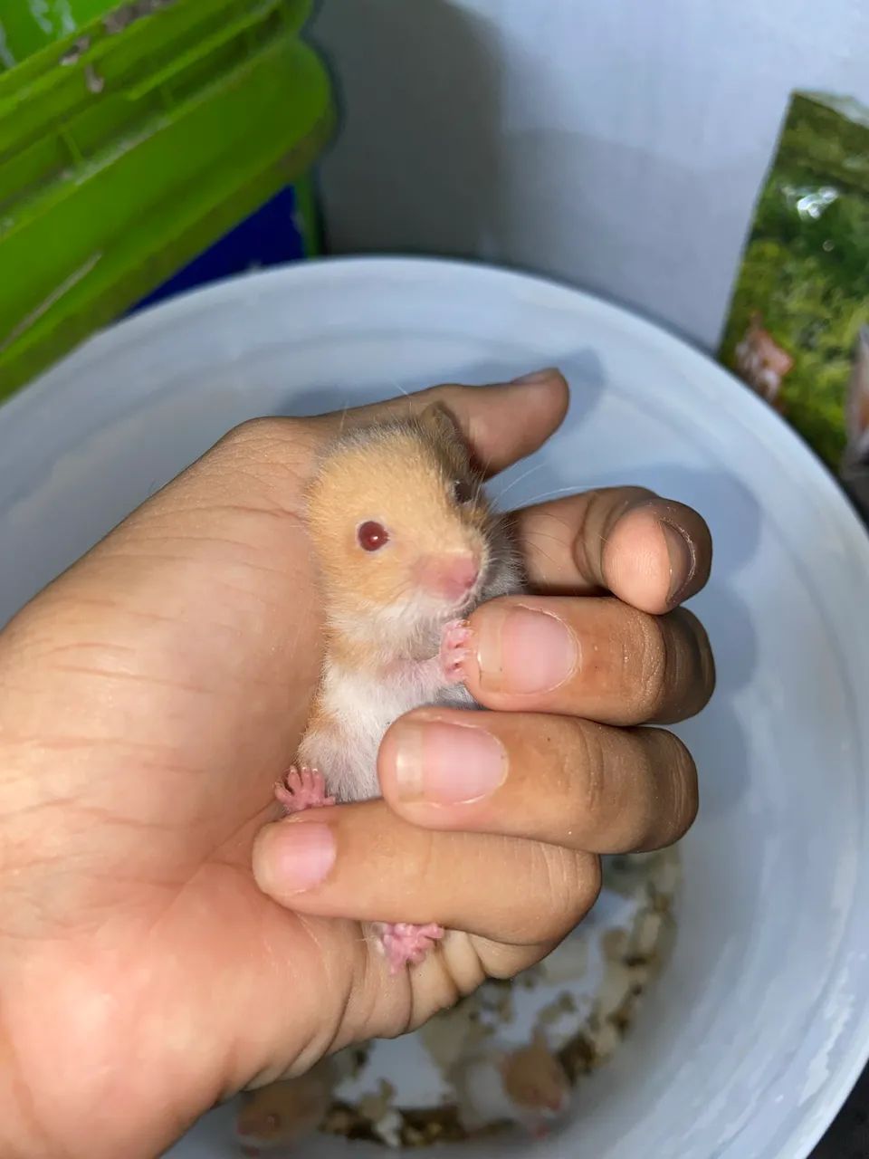 Hamster 