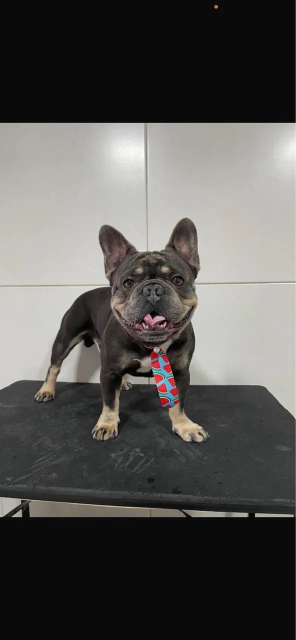 Cobertura de buldogue francês 