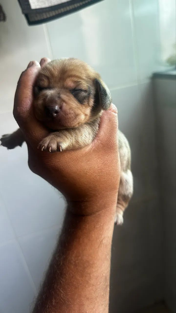 Basset Dachshund Miniatura/Anão - Filhotes salsicha  - Foto 4