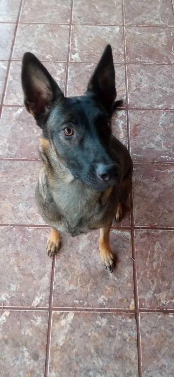 ADOÇÃO RESPONSÁVEL - Pastor Belga Malinois - Foto 2