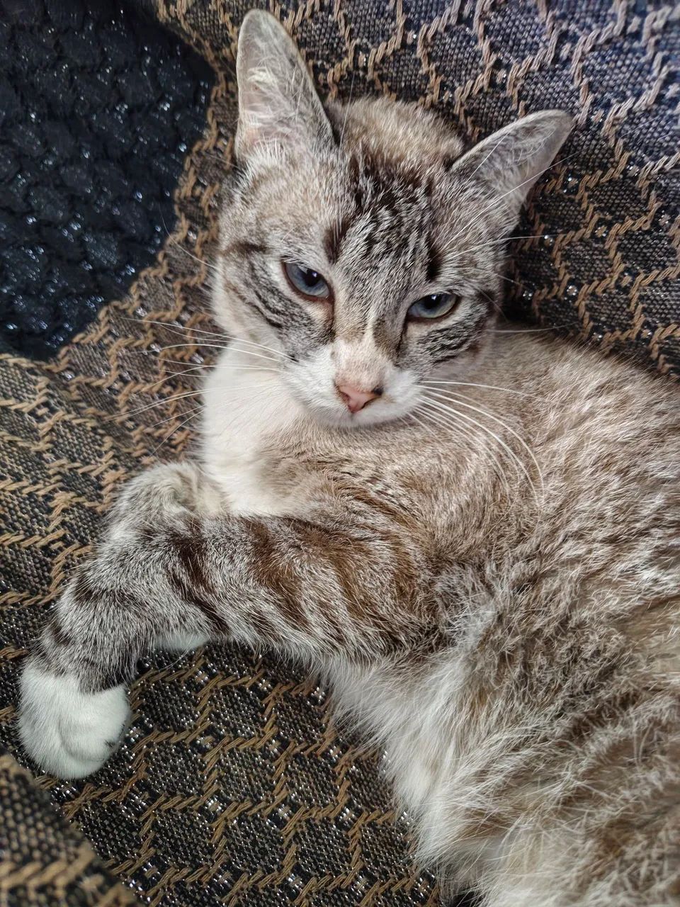 Doação de gata castrada - Foto 2
