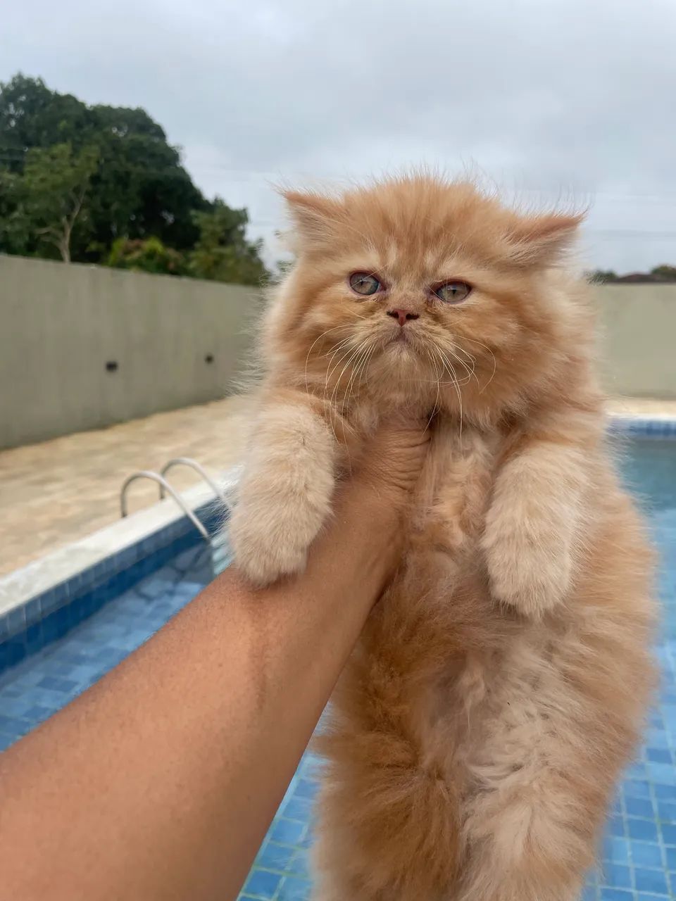 Gatinha persa!  - Foto 3