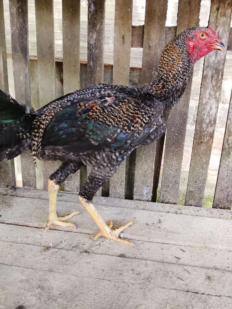 Frango Pedrez 4 - Foto 4