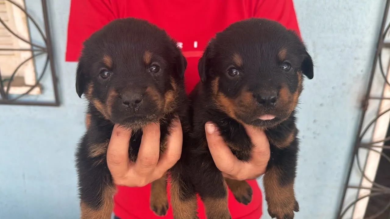 Cachorro rottweiler  - Foto 2