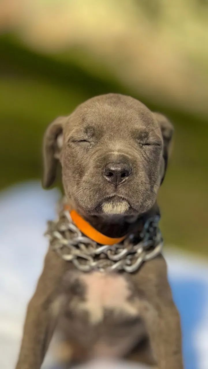 Cane corso fêmea  - Foto 3