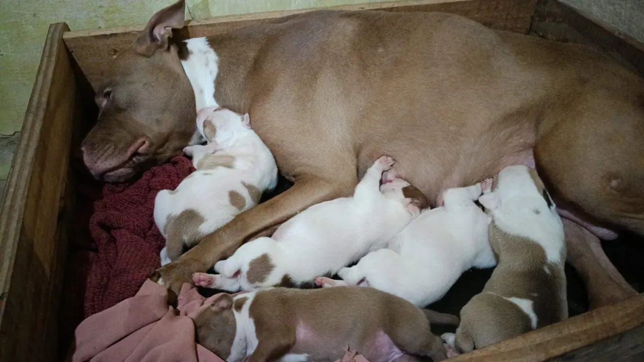 Pitbull 