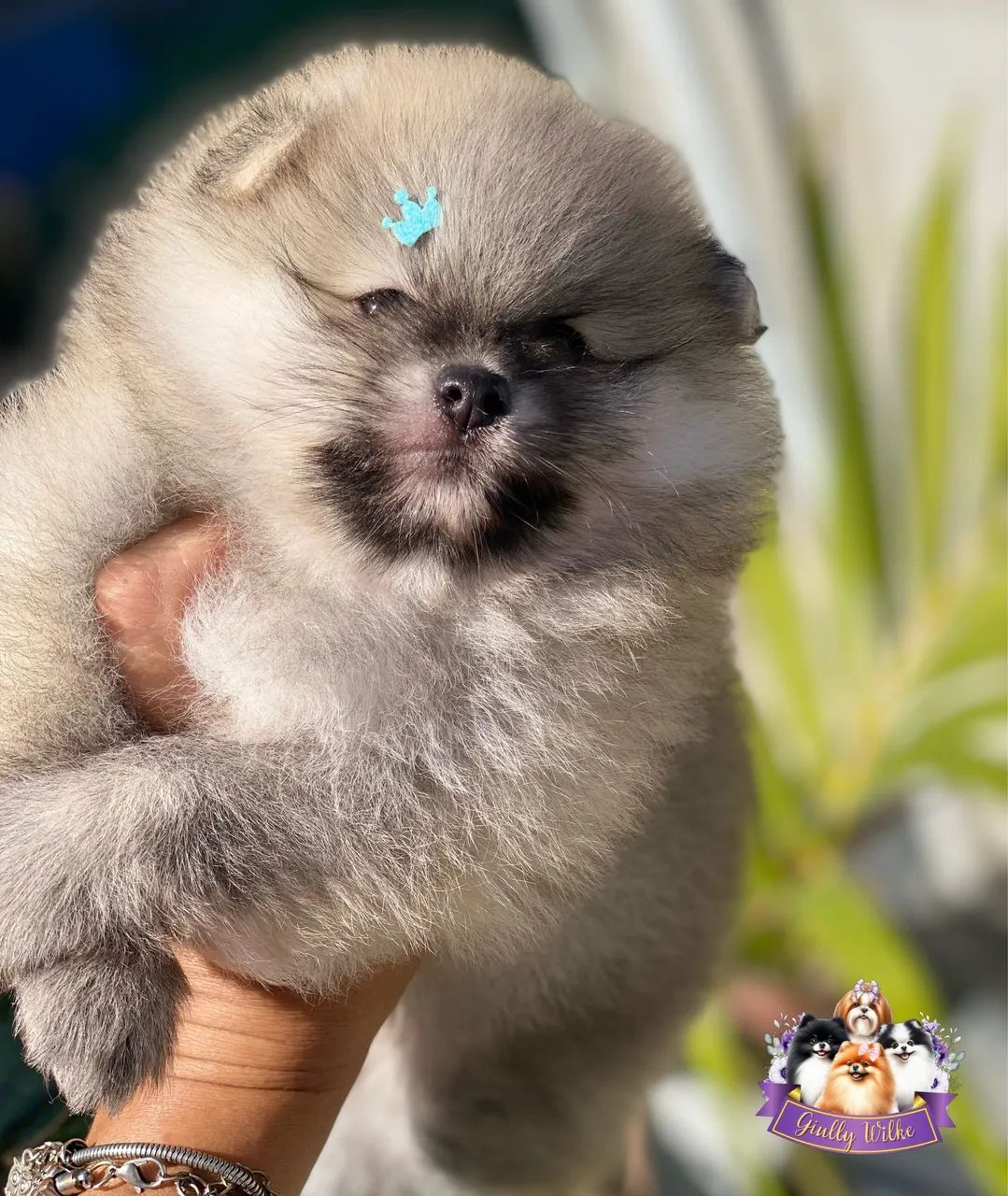 Spitz Alemão com pedigree  - Foto 5