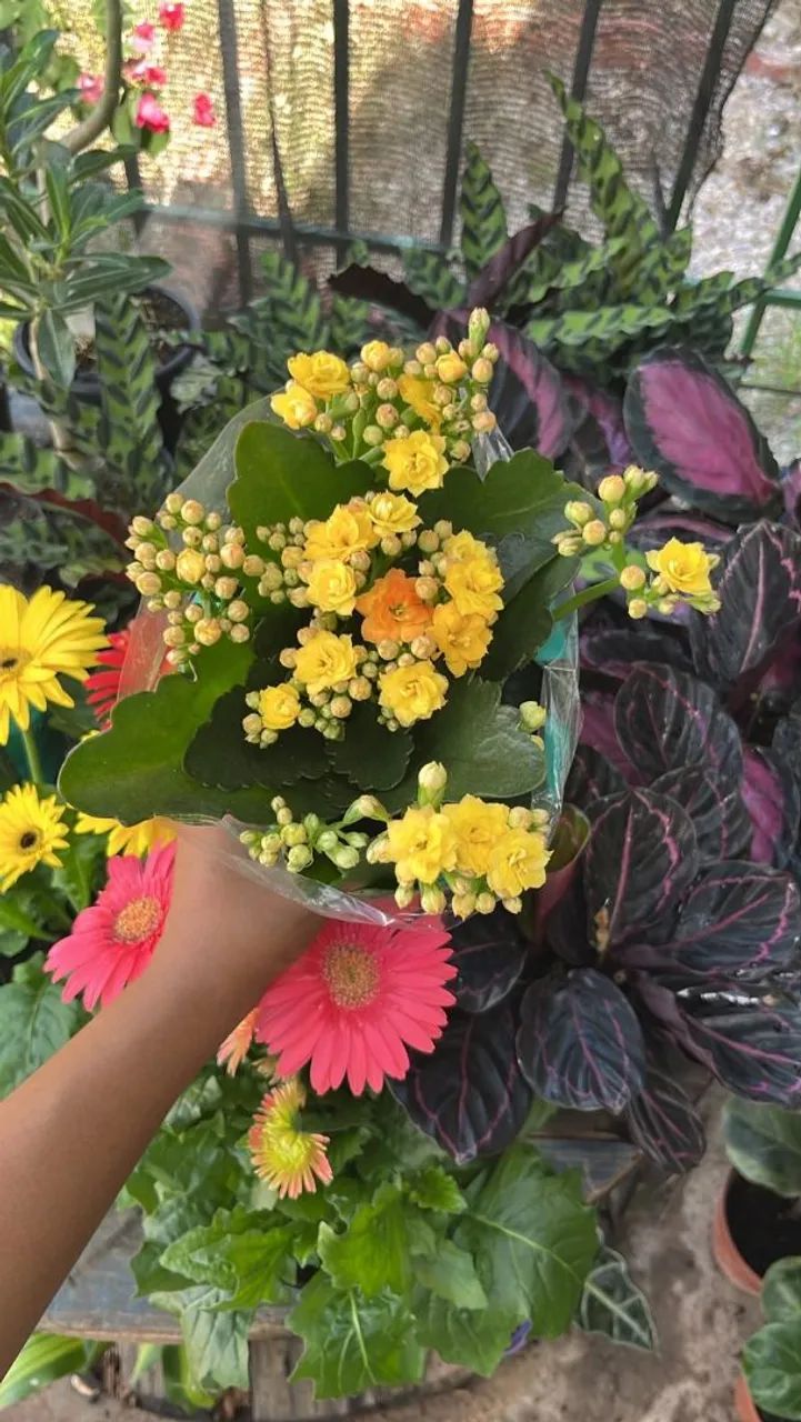 Plantas variadas  - Foto 2