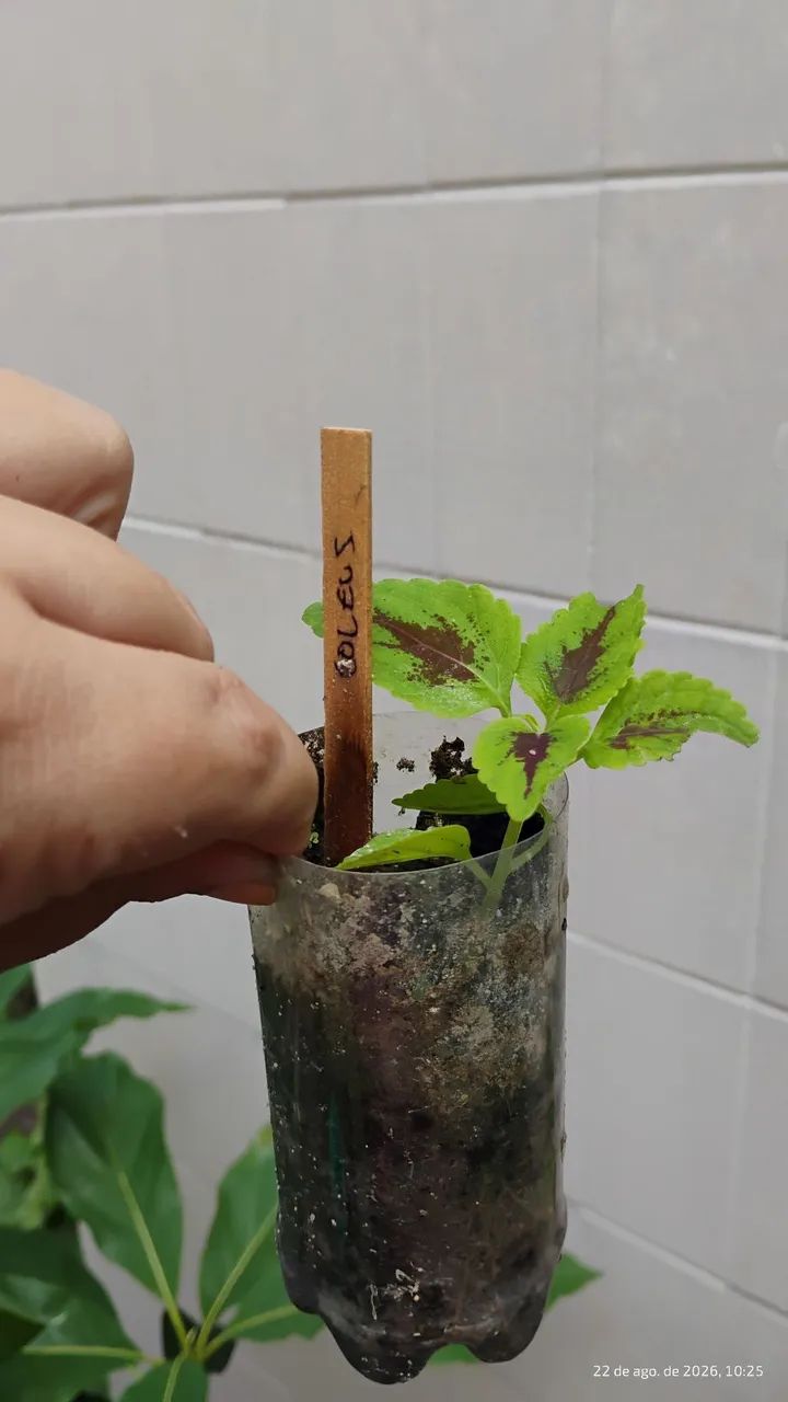 Muda de coração magoado, Coleus. - Foto 2