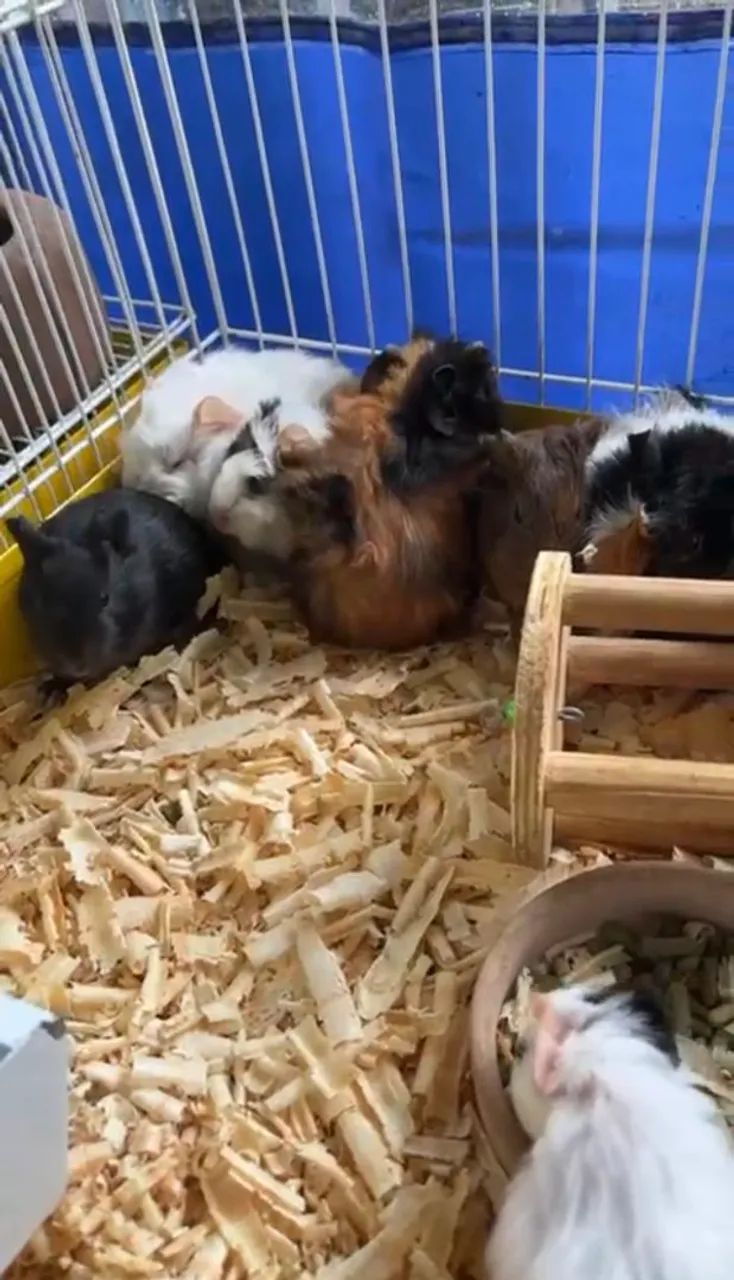 Porquinhos Da Índia 