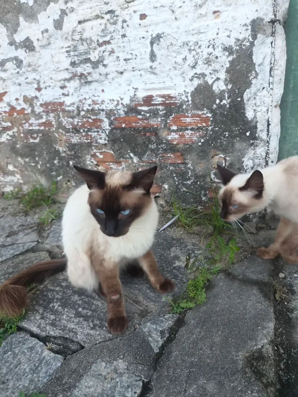 Adoção  - Foto 2