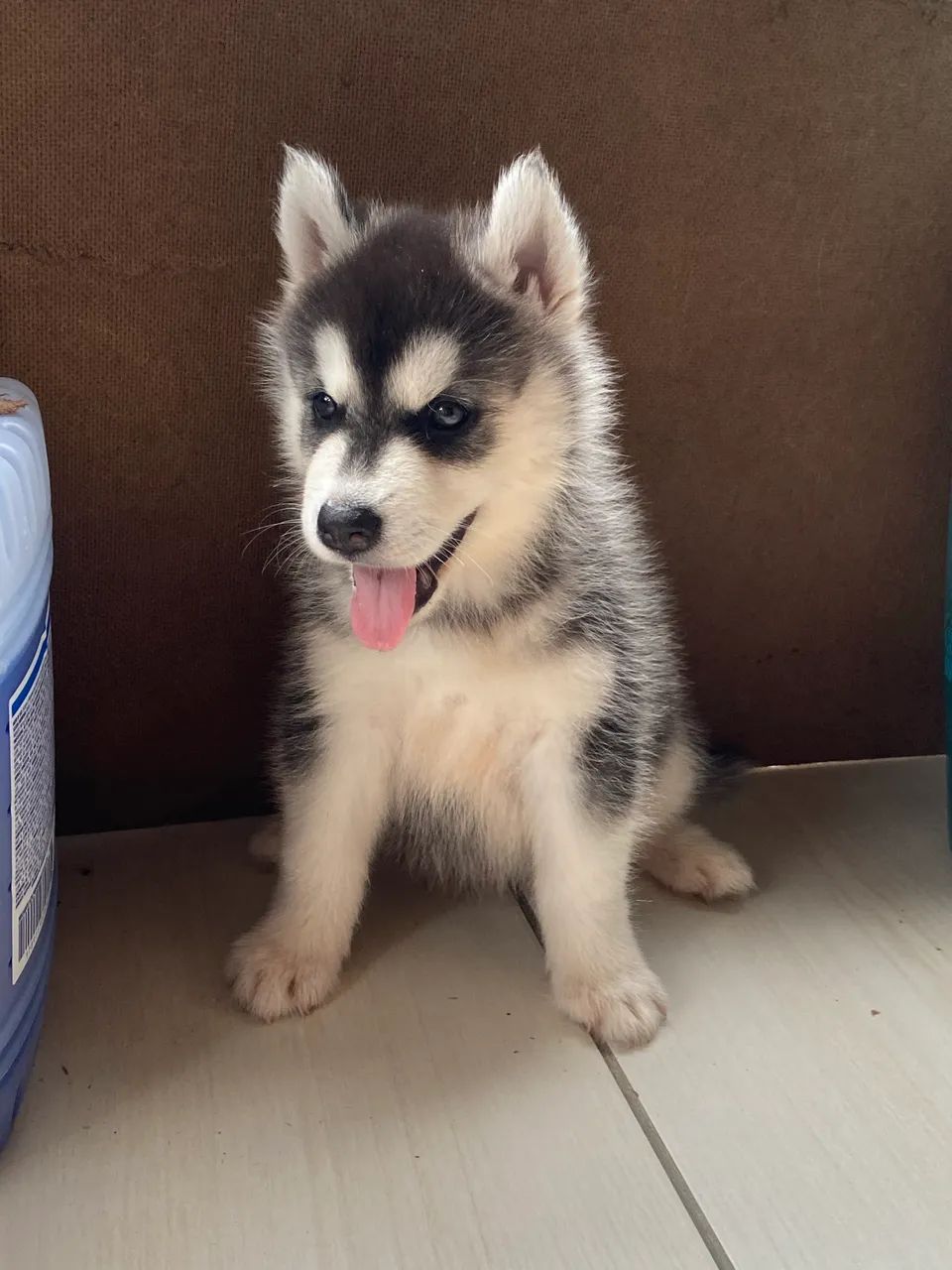 HUSKY SIBERIANO  - Foto 5