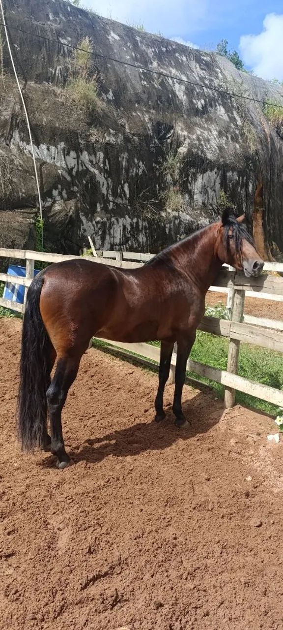 Potro mangalarga  - Foto 4