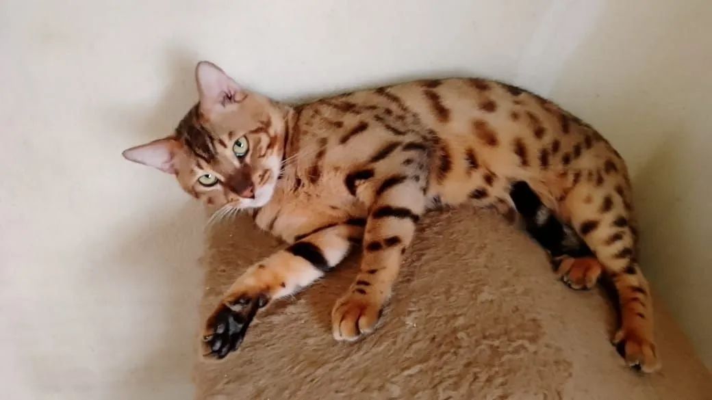 Gato bengal  - Foto 4
