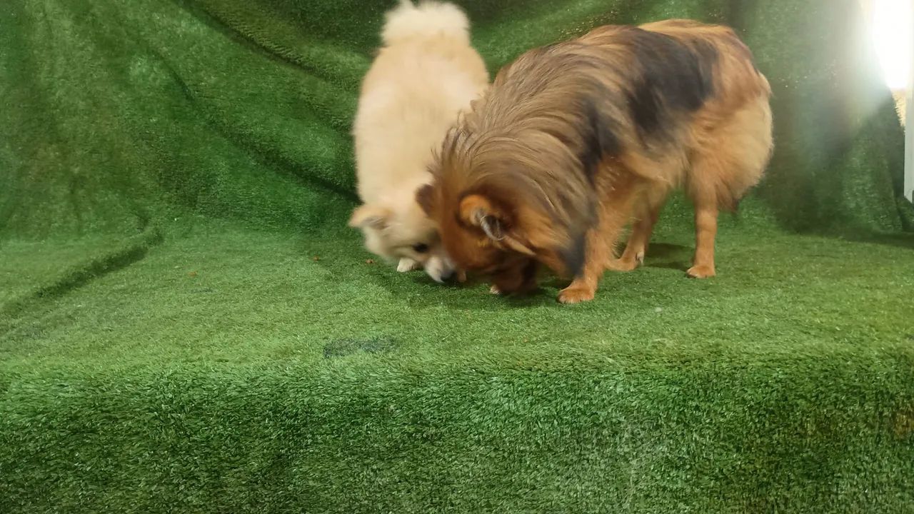 Spitz alemão. - Foto 3