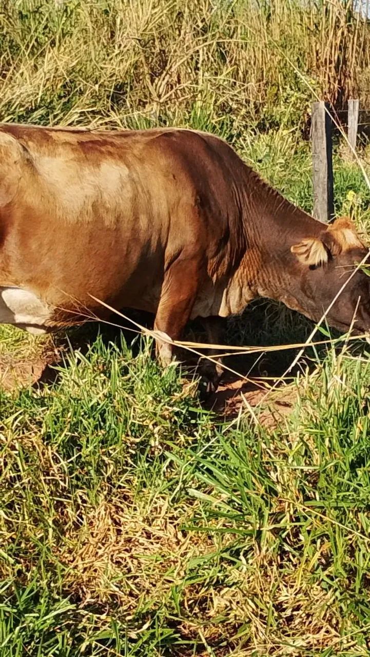 Vaca leiteira prenha 4 500 só hoje - Foto 2