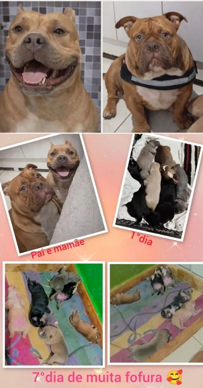 Filhotes de American Bully  - Foto 4