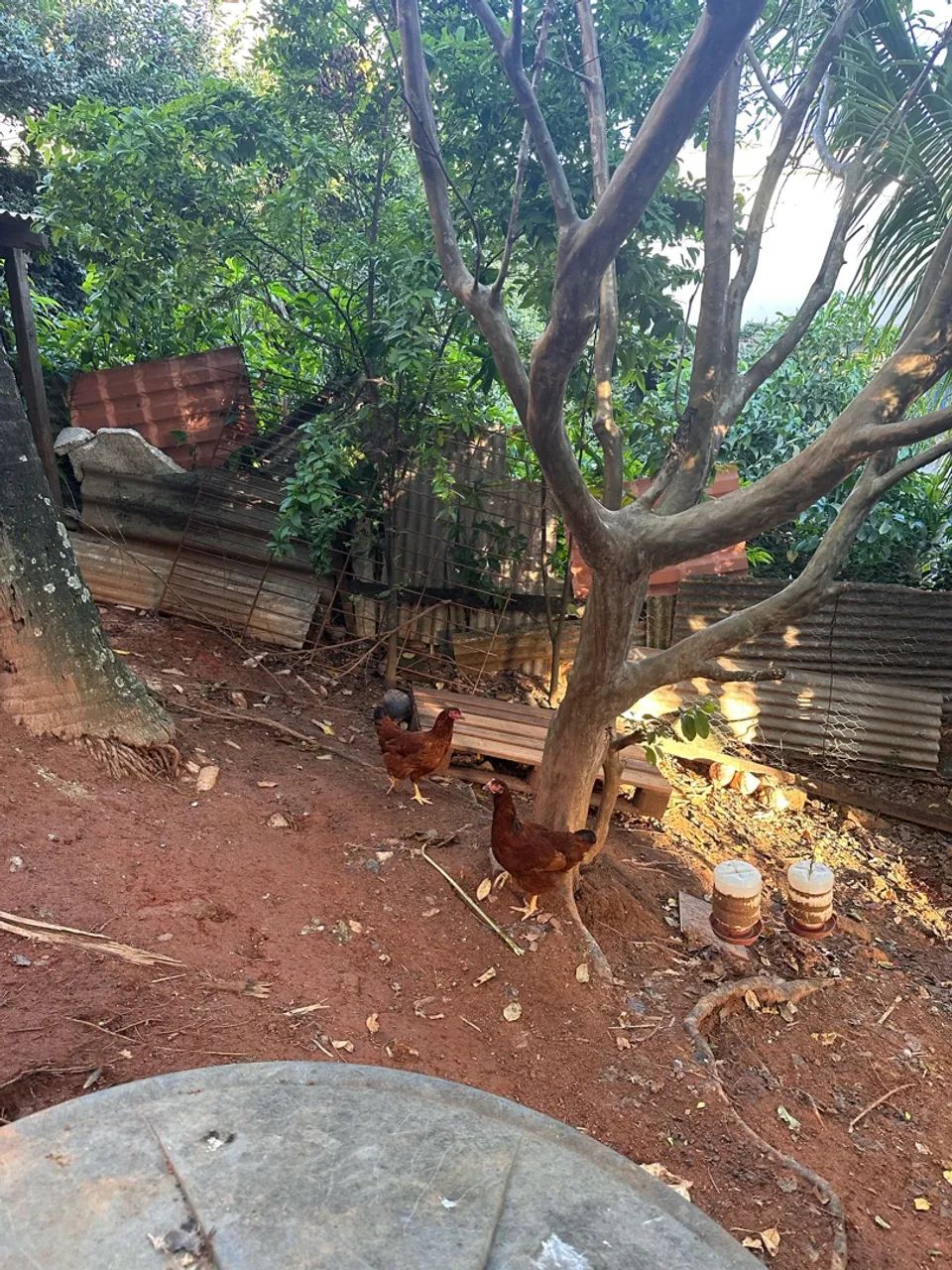 Frango vivo  - Foto 2