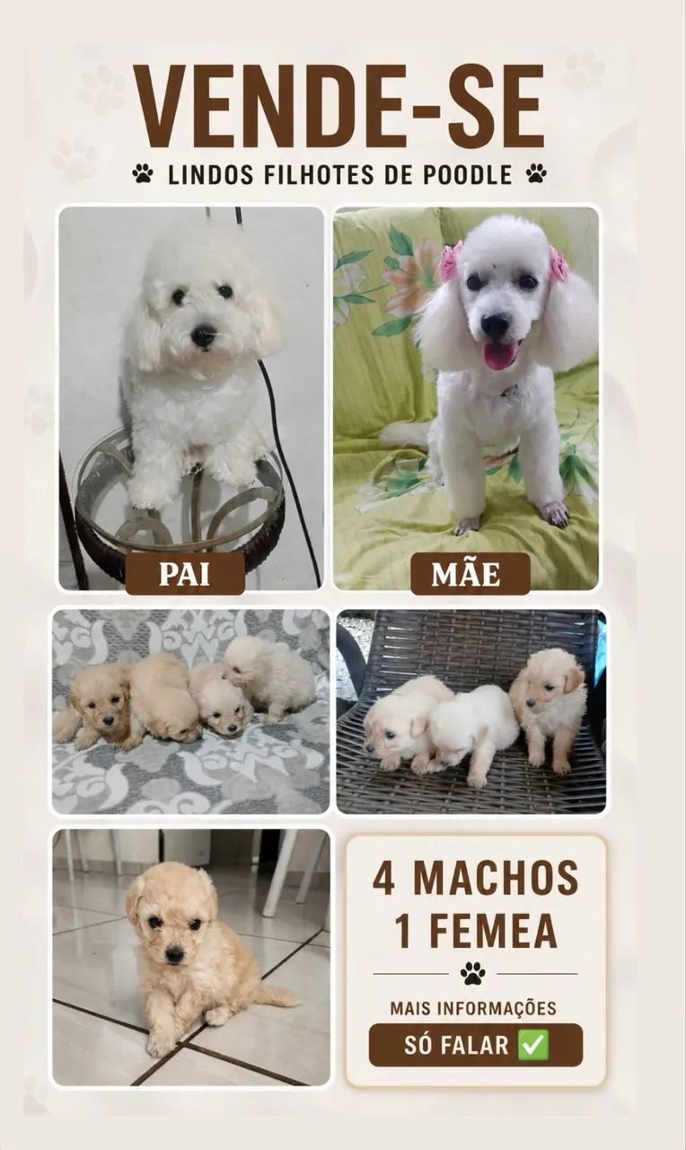 Filhote poodle