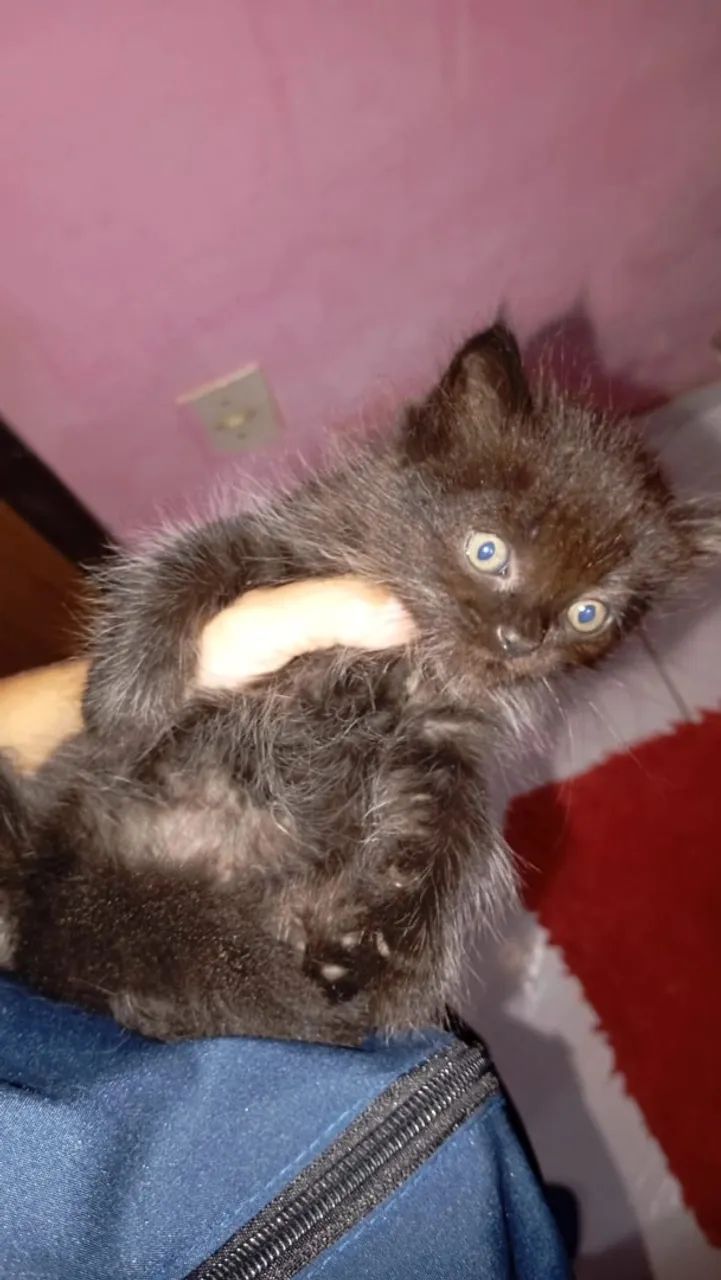gato persa macho  - Foto 4