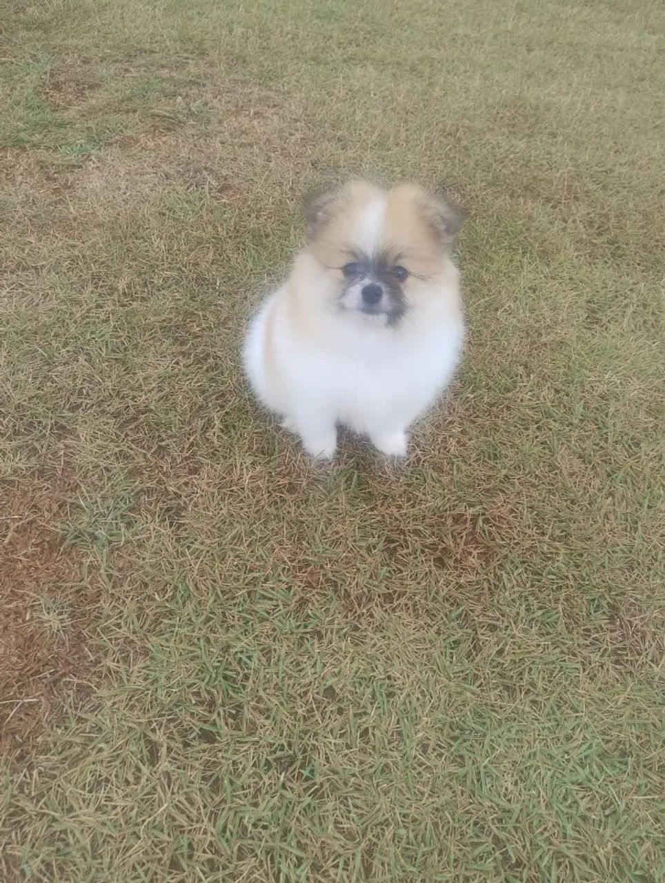 Filhote de Spitz Alemão fêmea 