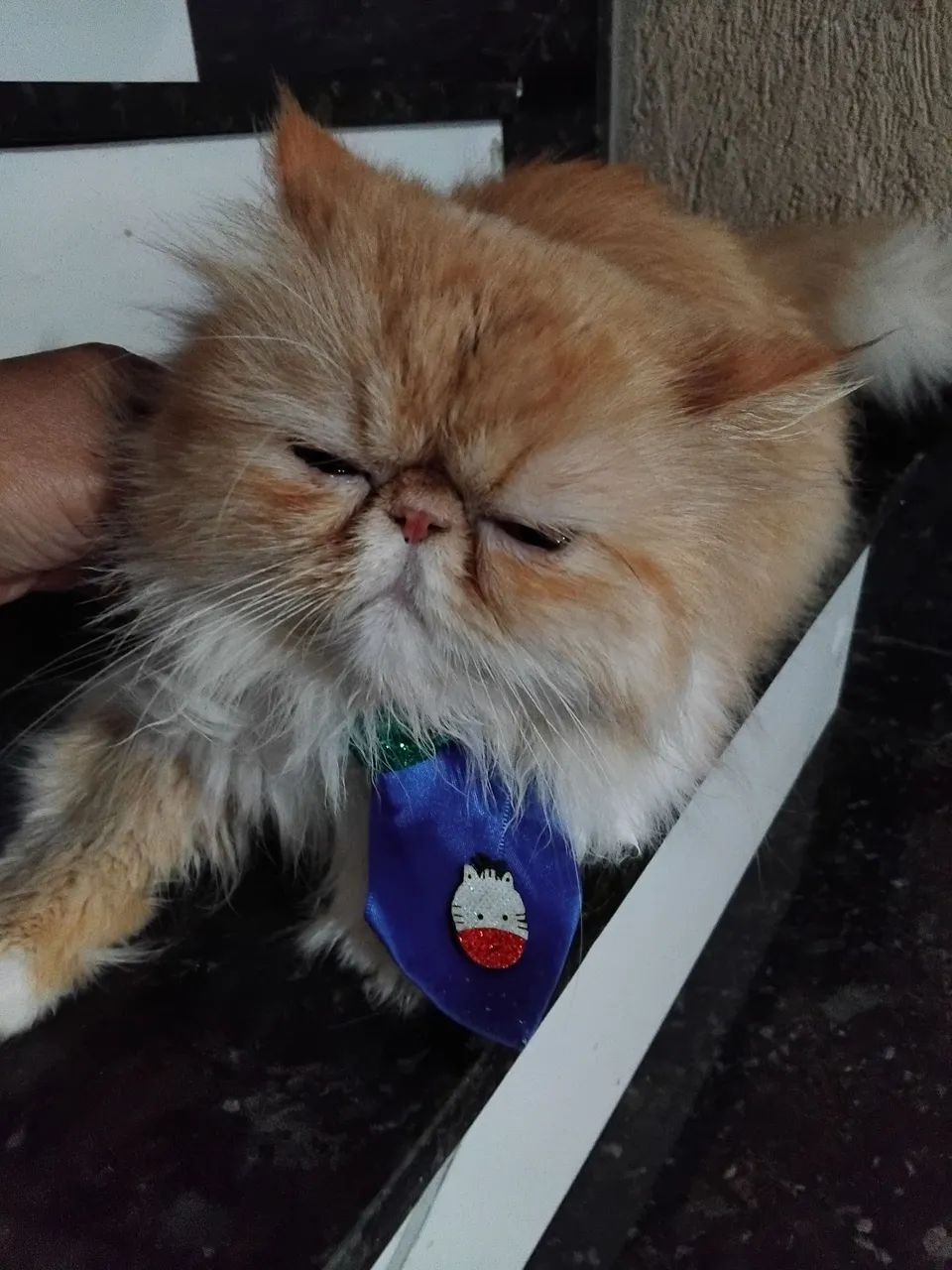 Gato** Persa** Legitimo 