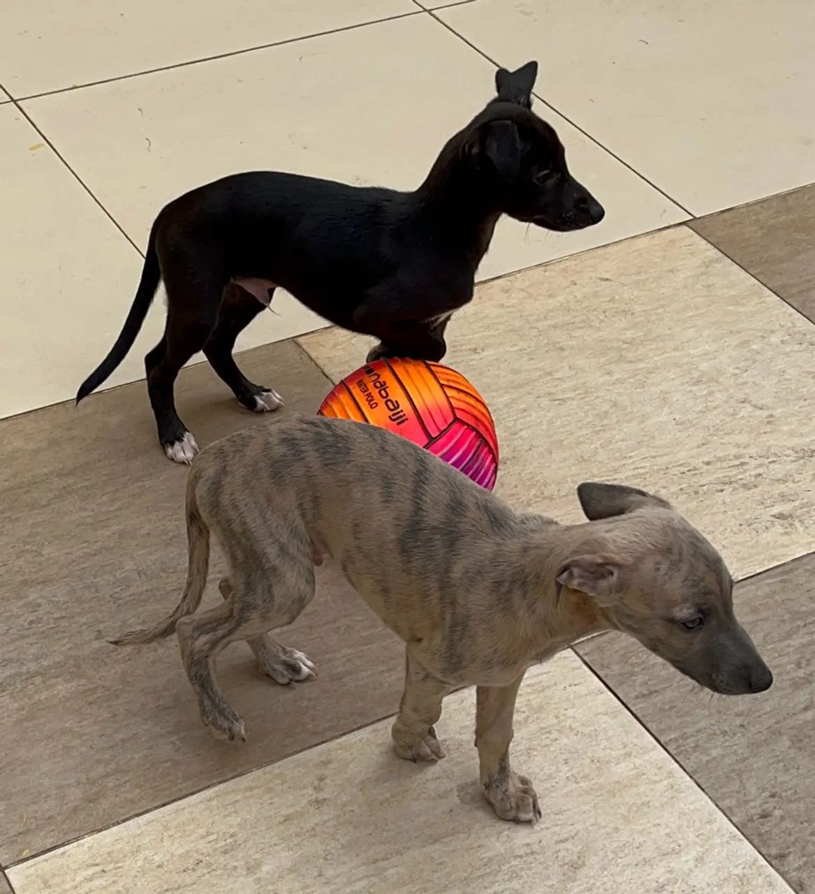 Lindo WHIPPET machinho!!! - Foto 2