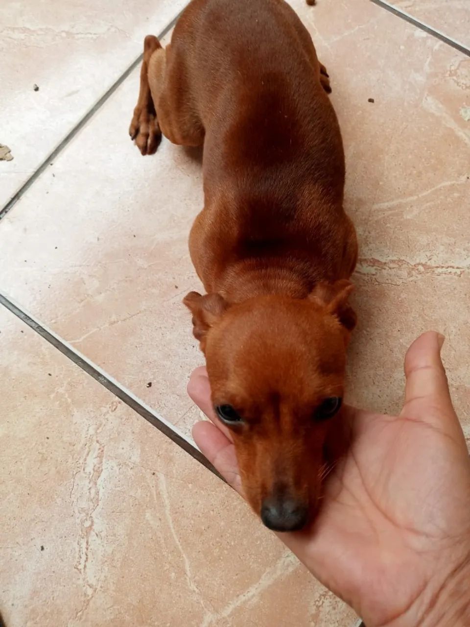 Pinscher  - Foto 2