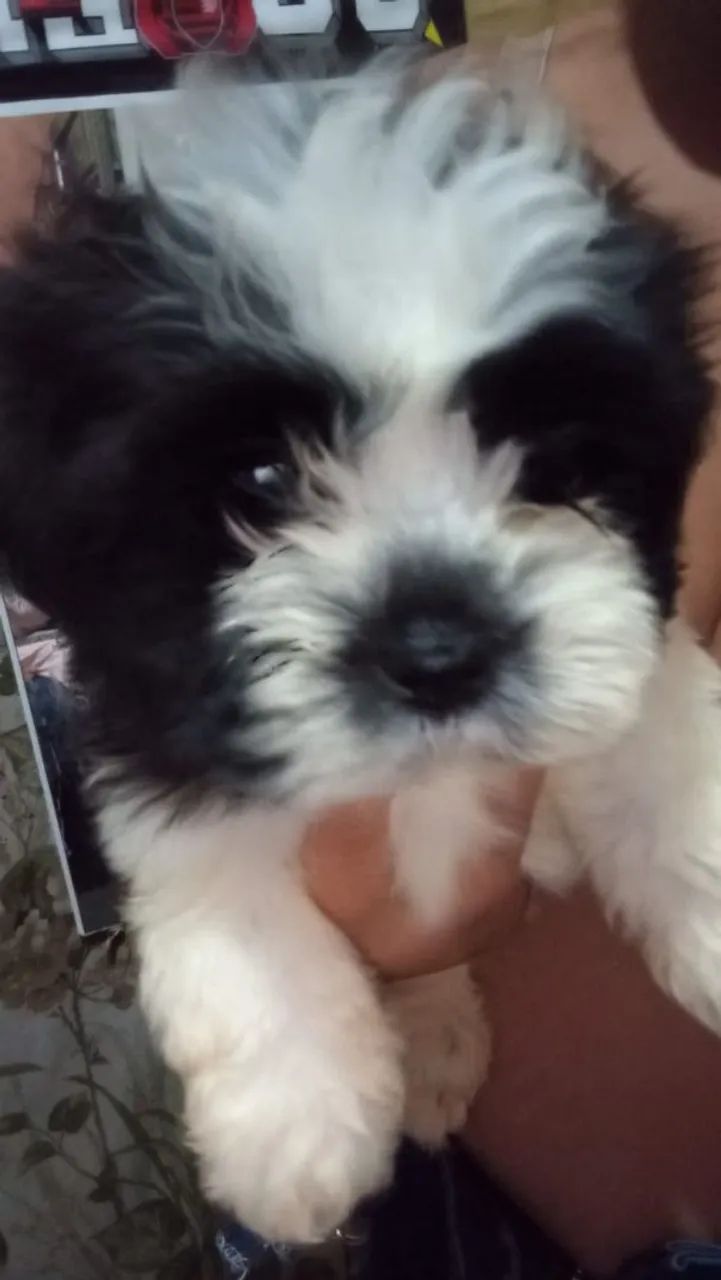 Filhote de cachorro - Foto 5