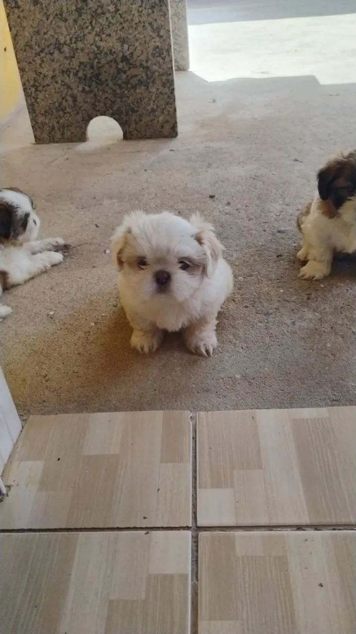 Cachorro raça shih Tzu - Foto 2